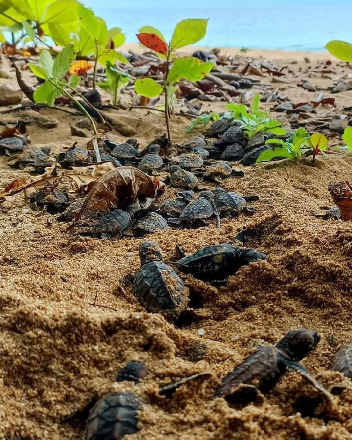 Caribbean View Leilighet Tortuguero Eksteriør bilde