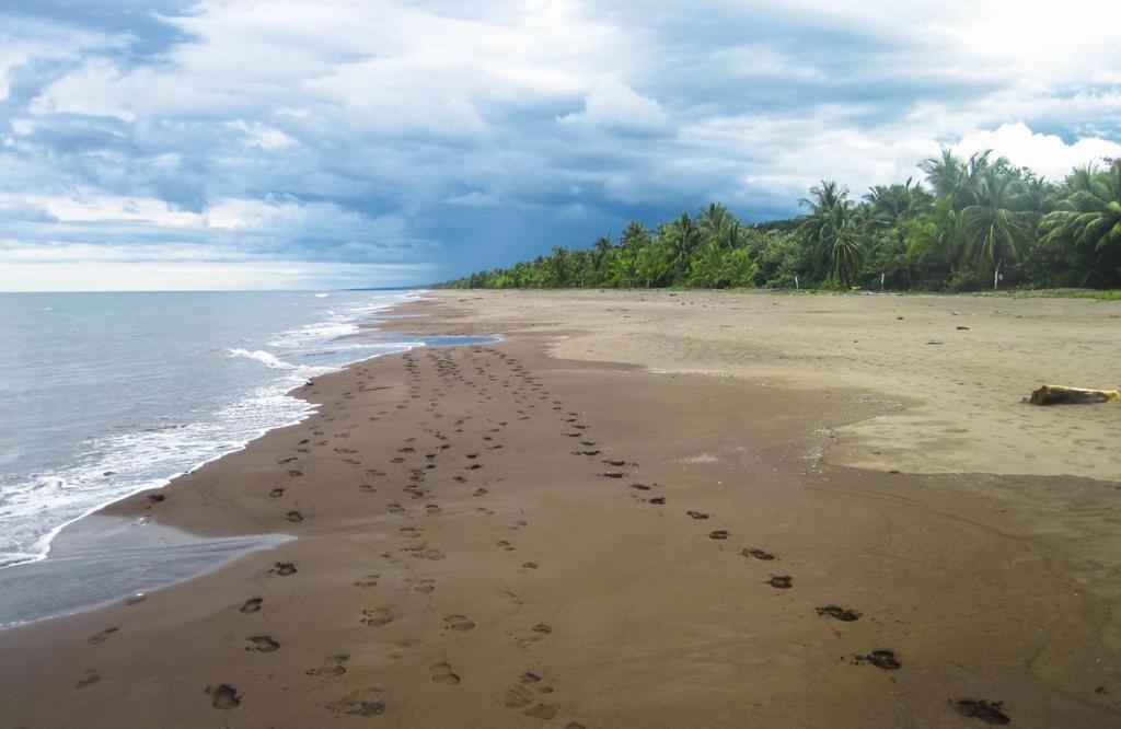Caribbean View Leilighet Tortuguero Eksteriør bilde